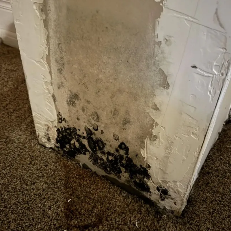 Professional Mold Removal in Duncan, SC